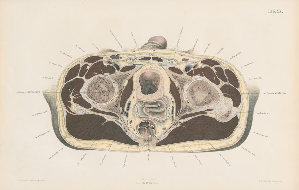 Topographisch anatomischer Atlas nach Durchschnitten an gefrornen Cadavern Pl22