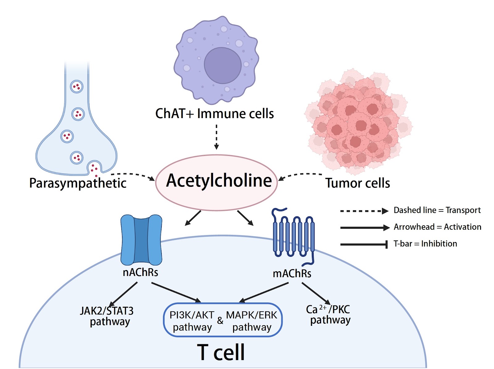Role of the neurotransmitter-receptor pathway in T-cell tumor immunology and cancer immunotherapy