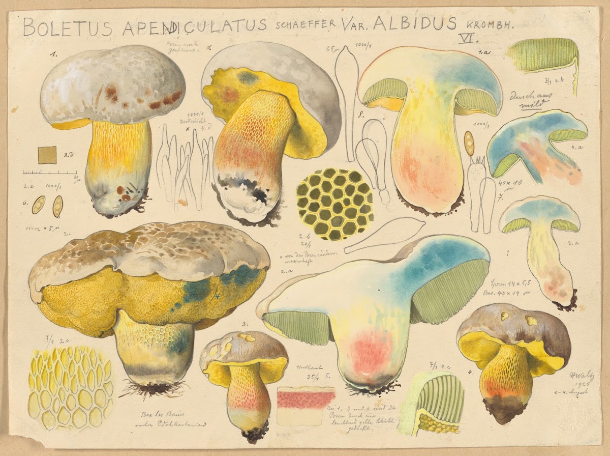 Boletus apendiculatus Schaeffer var albidus Krombh 1915 1945