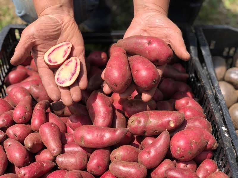 Cosecha fresca y agroecológica directa del campo en Collecta Orgánica