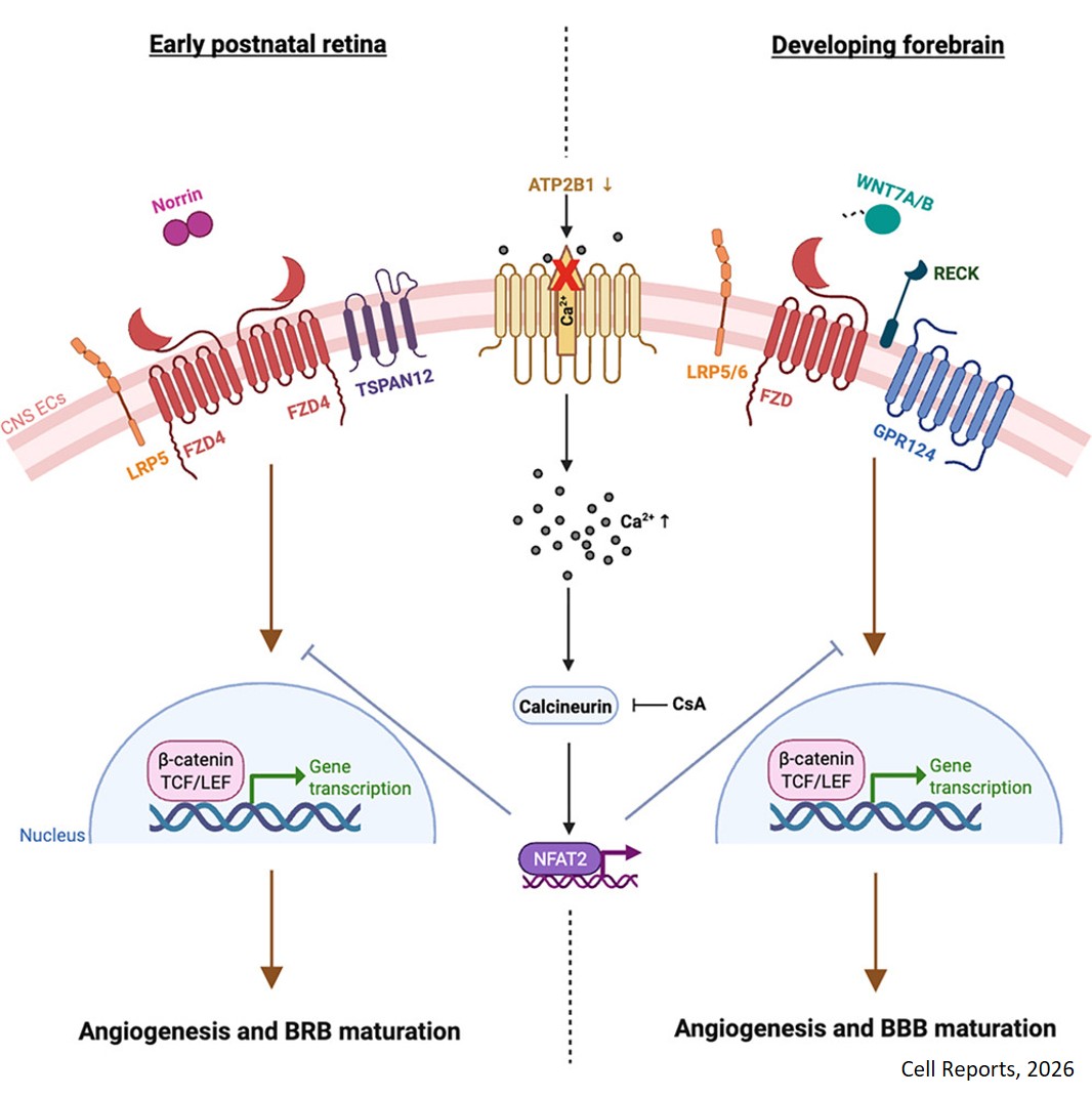 The calcium pump ATP2B1/PMCA1 regulates CNS vascular development by facilitating Norrin- and WNT7A/B-induced Frizzled4 signaling