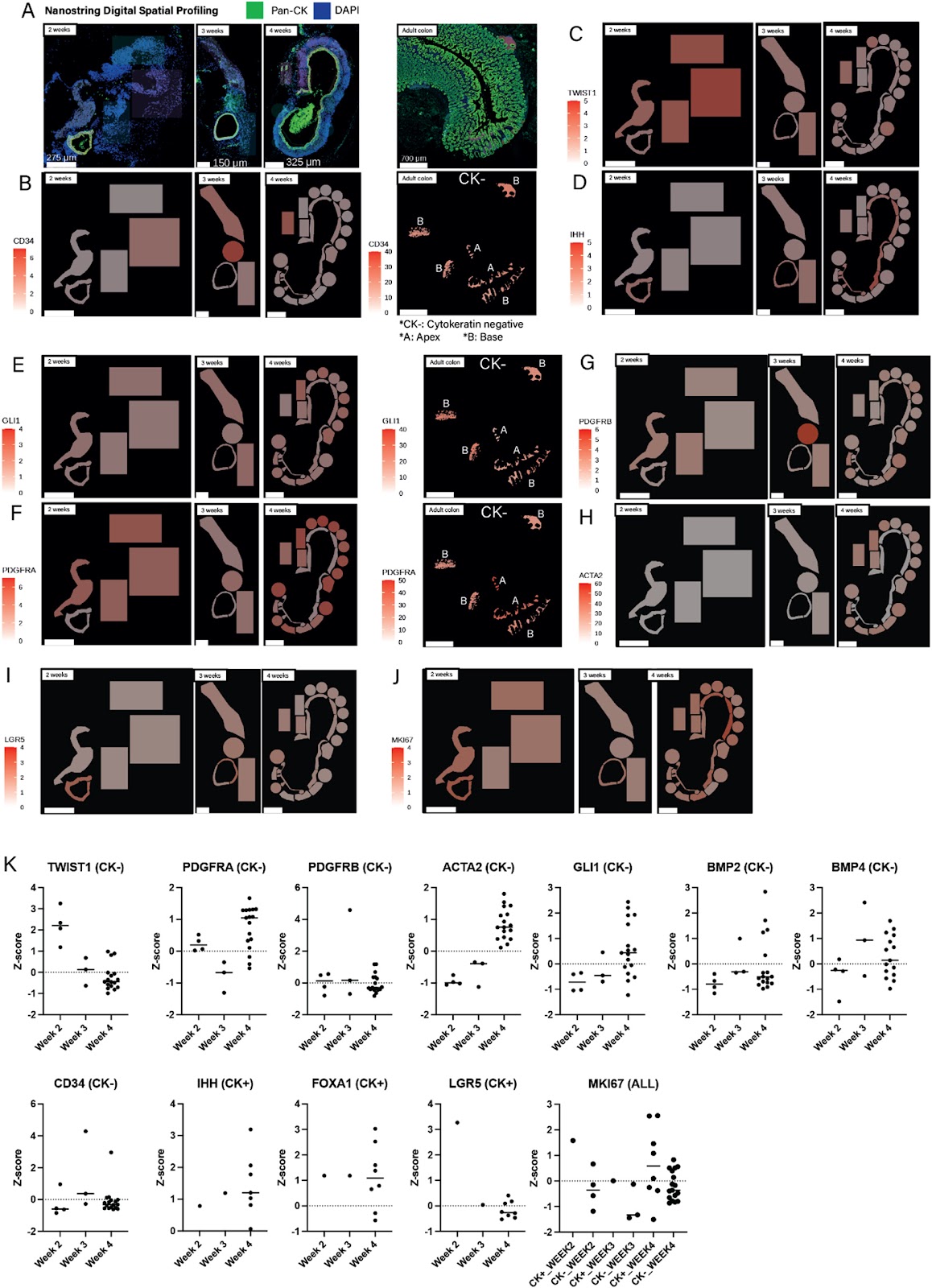 Generation of biologically responsive colon-like intestinal tissue patches from human induced pluripotent stem cells using a rapid co-differentiation platform