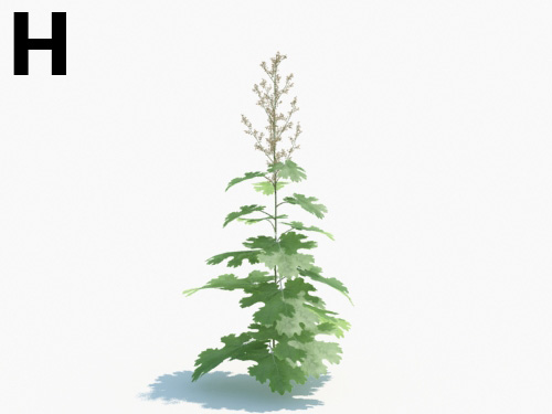 Maxtree - Plant Models Vol.3