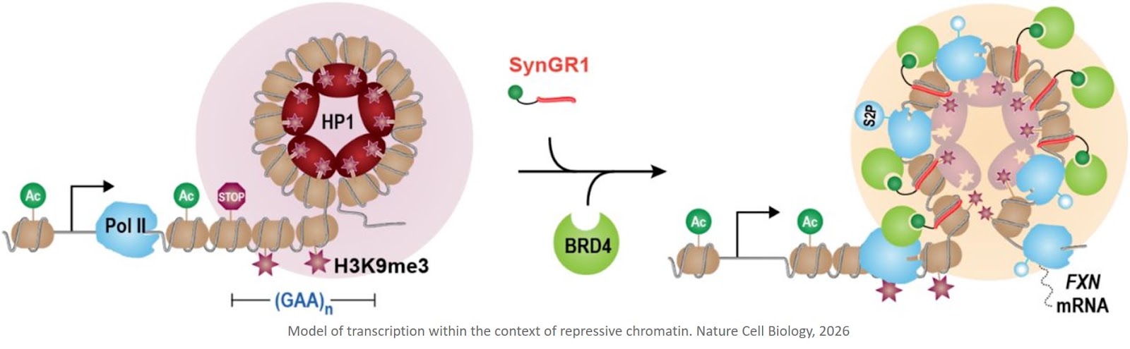 BRD4 recruitment desilences transcription without erasure or depletion of repressive chromatin