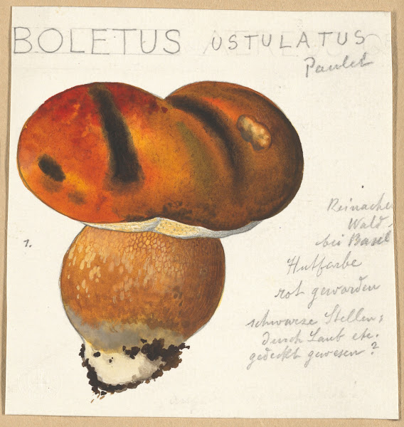 Boletus ustulatus Paulet 3 1915 1945