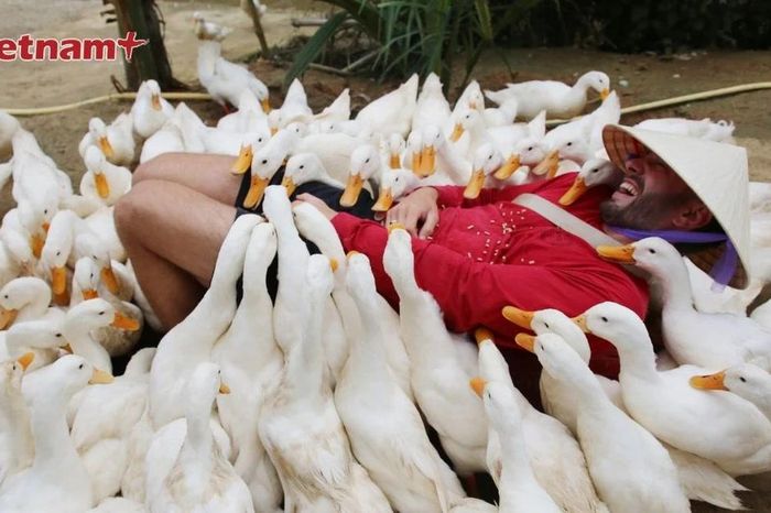 Trải nghiệm 'massage vịt' và cưỡi trâu độc nhất tại Phong Nha - Báo VietnamPlus