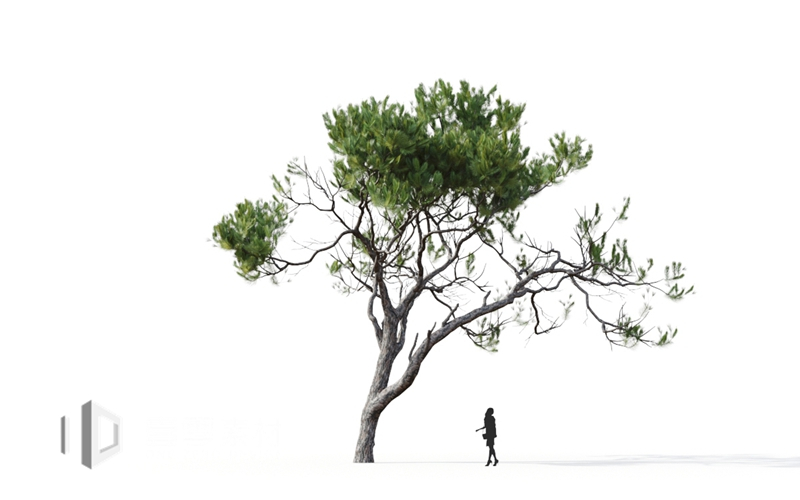 Maxtree - Plant Models Vol.9