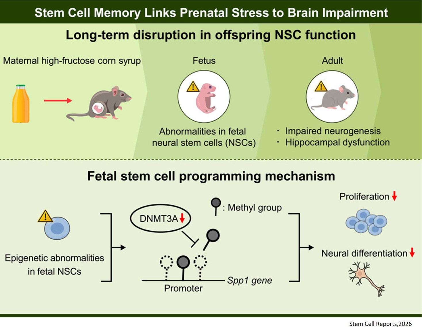 Neural stem cells as potential mediators of prenatal dietary stress through epigenetic mechanisms