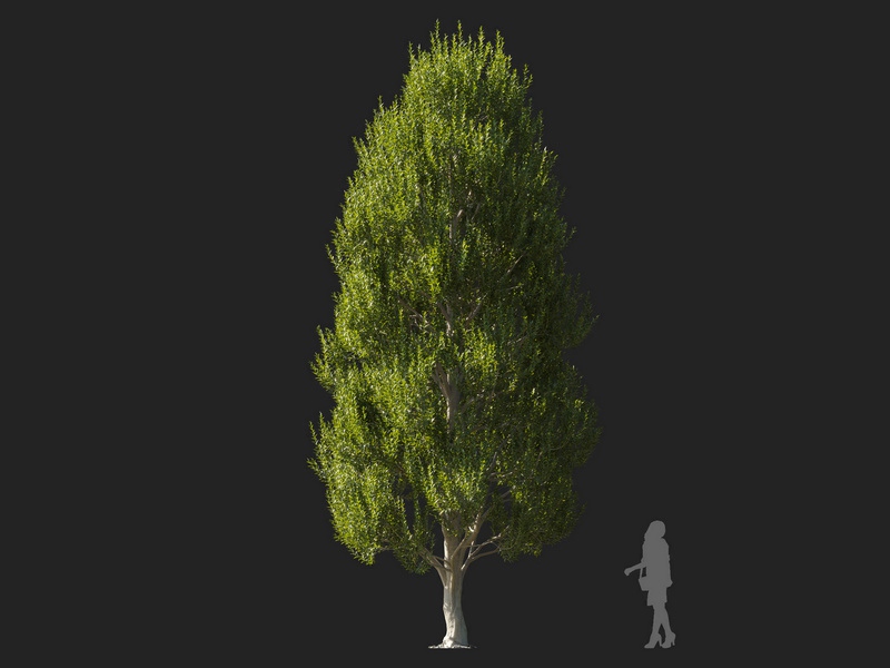 Maxtree - Plant Models Vol.127