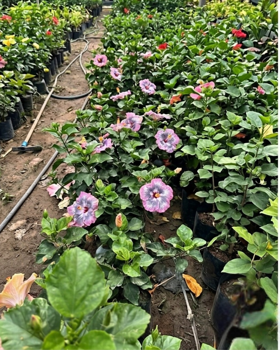 Hibiscus RMMA Blog Avenue — view 4