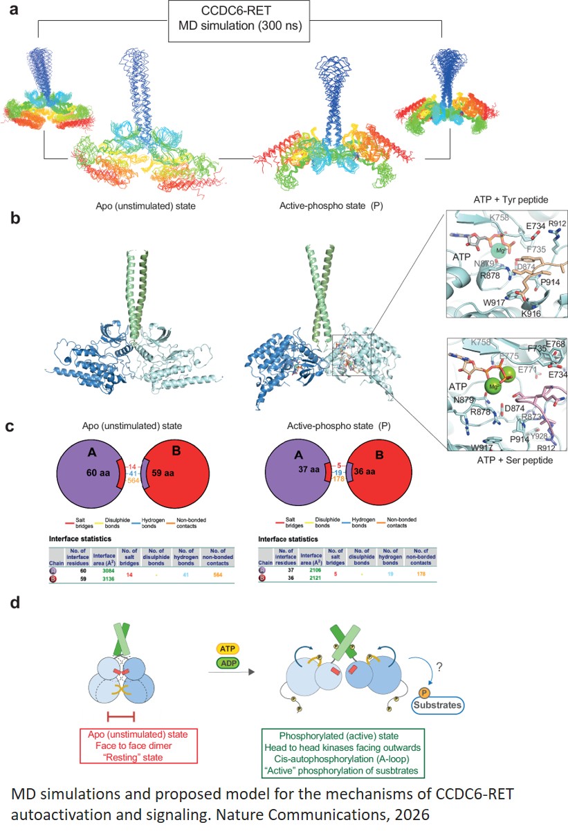 The oncogenic CCDC6-RET fusion protein is a dual ATP- and ADP-dependent kinase