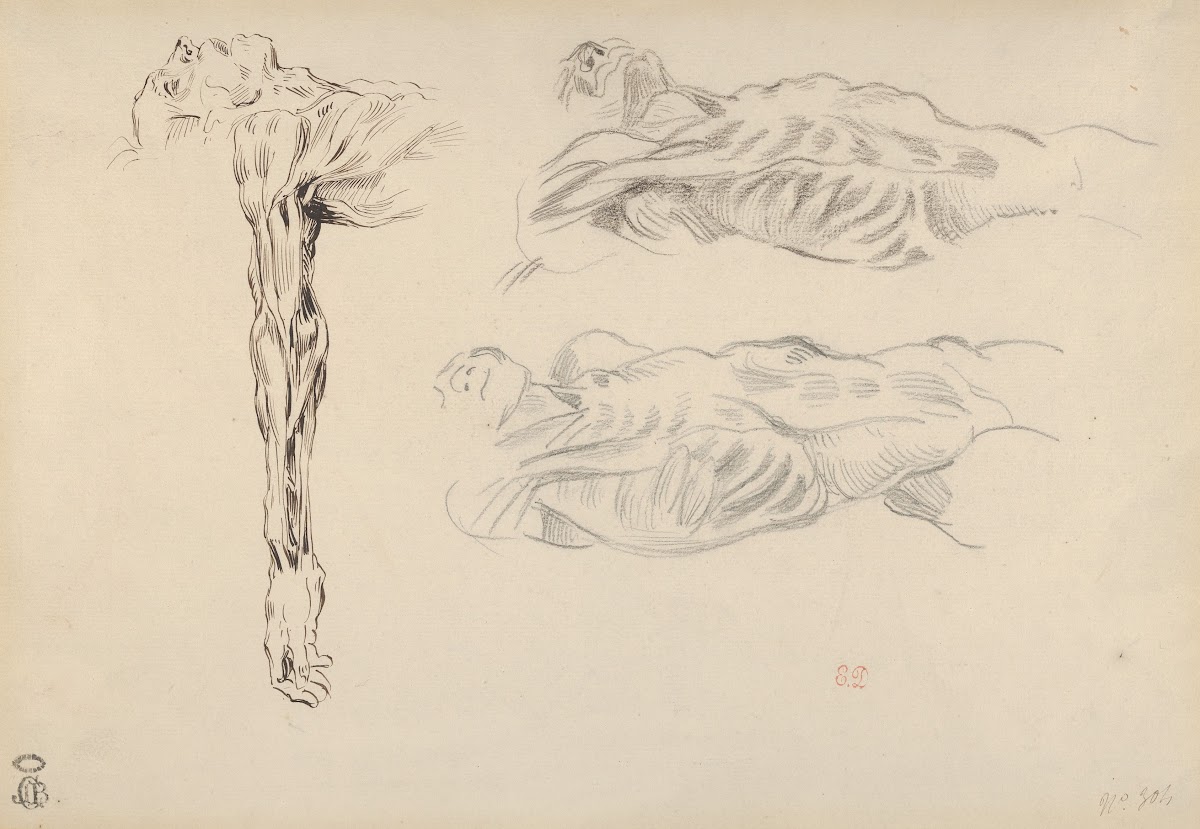 Écorché Three Studies of a Male Cadaver