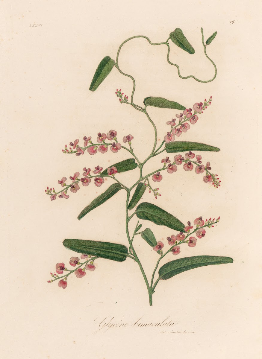 Glycine bimaculata 1818 1824