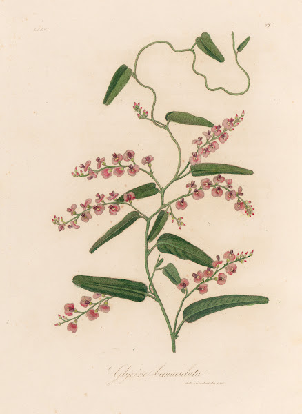 Glycine bimaculata 1818 1824