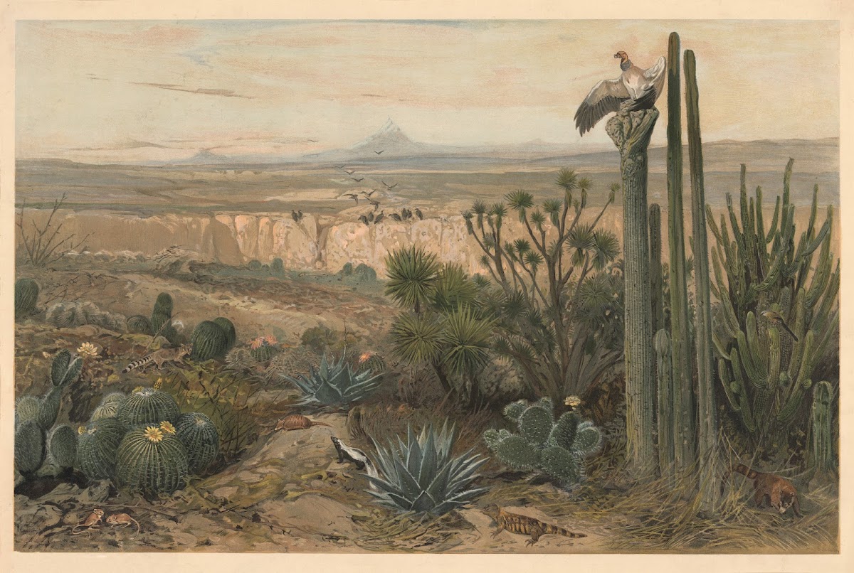 From the highlands of Mexico 1920