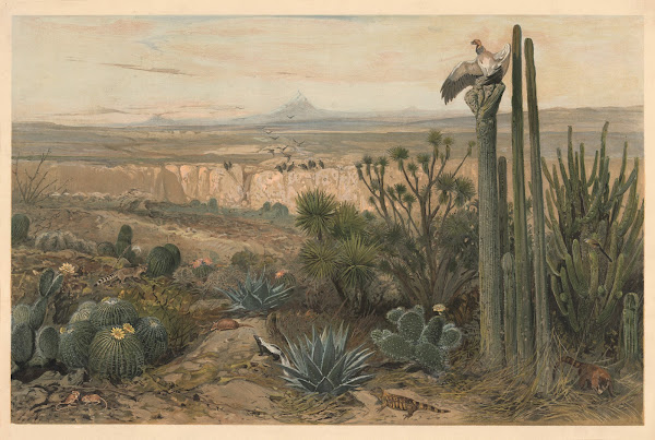 From the highlands of Mexico 1920