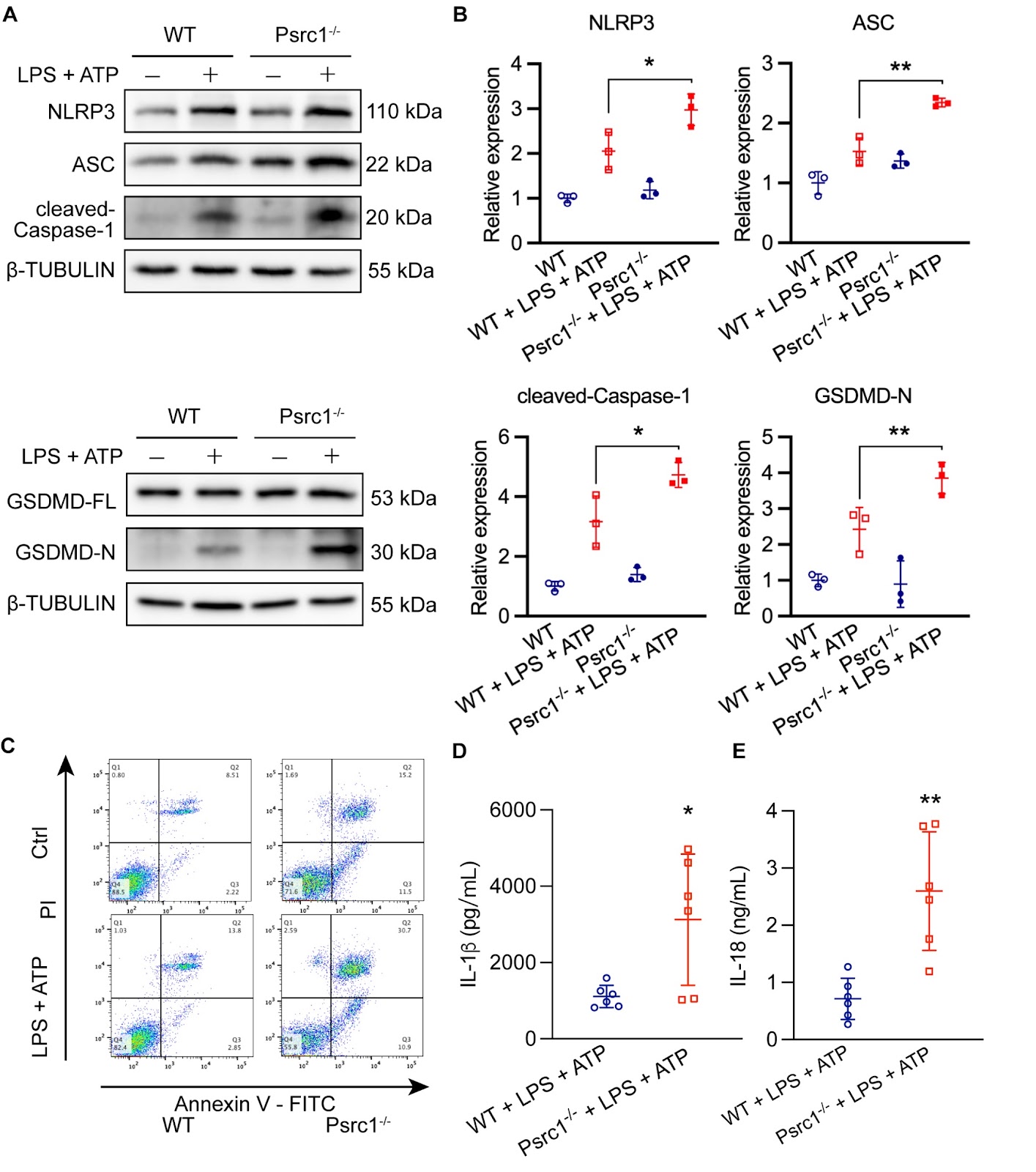 Proline/serine-rich coiled-coil protein 1 alleviates pyroptosis in murine bone marrow-derived macrophages