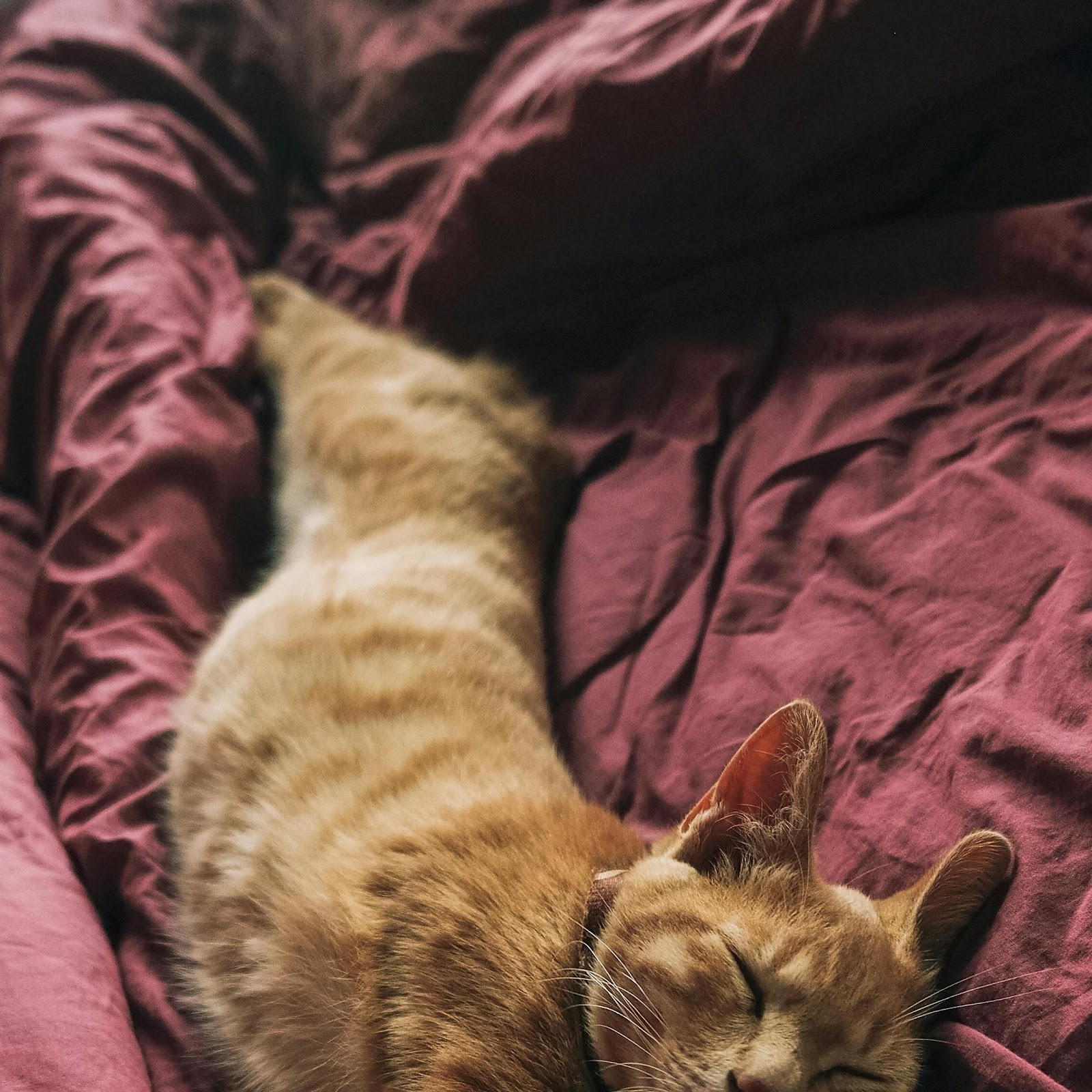 Download Cozy Orange Cat Sleeping Soundly 4K iPhone