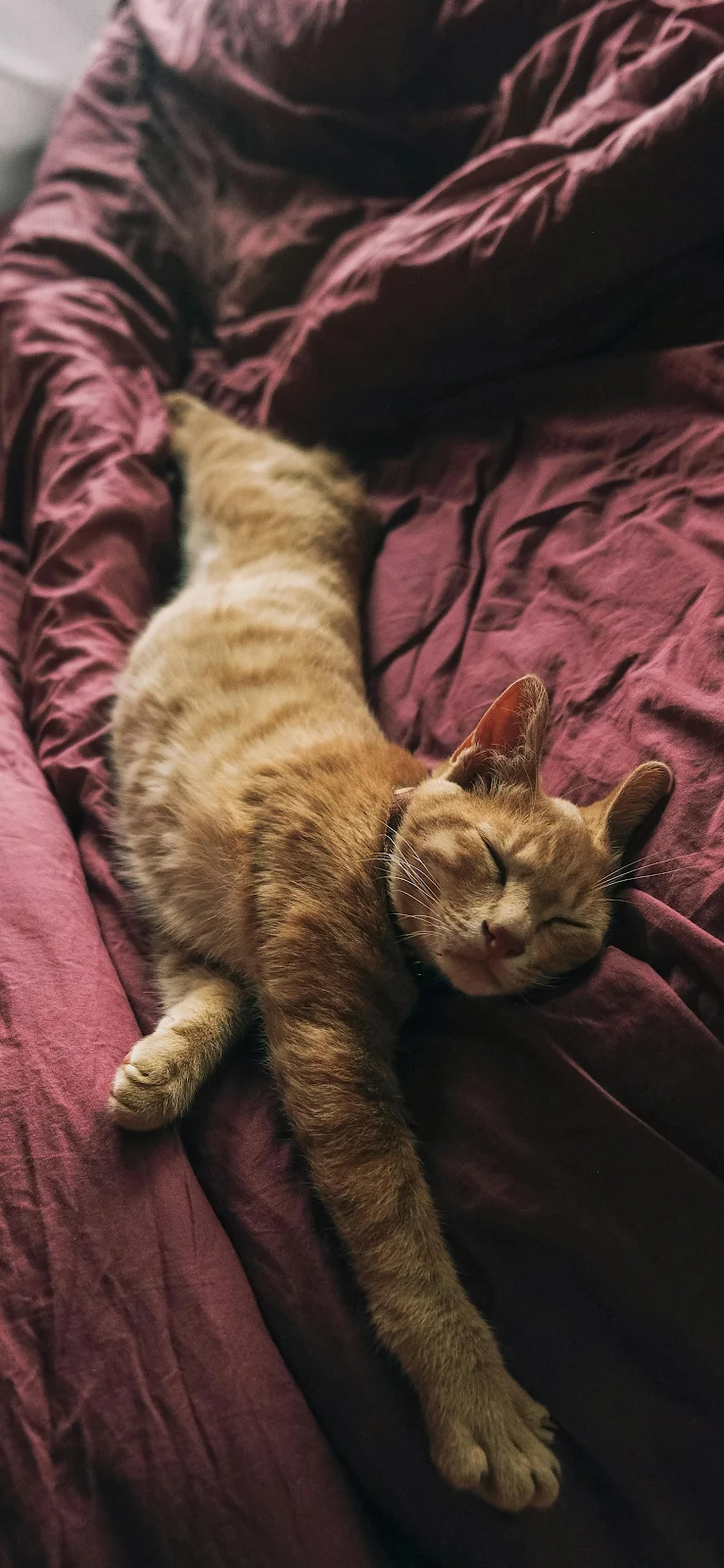 Cozy Orange Cat Sleeping Soundly - Cozy Animal Photography 4K iPhone Wallpaper (2259x4894)