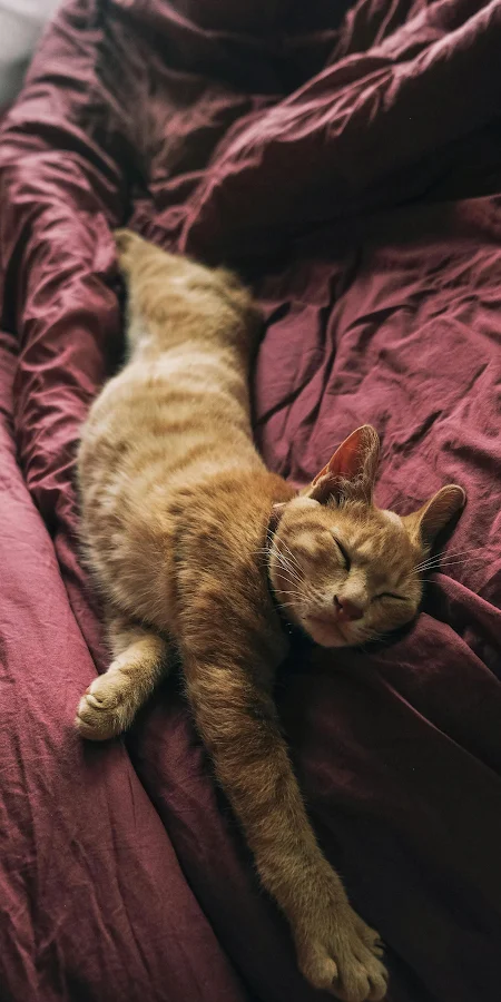 Cozy Orange Cat Sleeping Soundly 4K iPhone Phone Wallpaper
