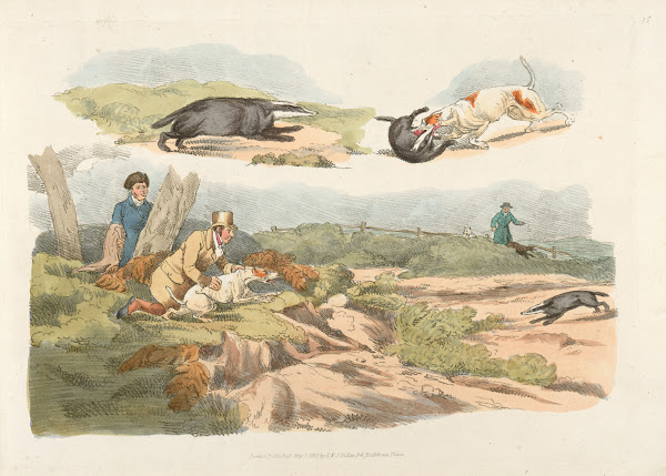Badger hunting dogs chasing and attacking badgers 1817 1818