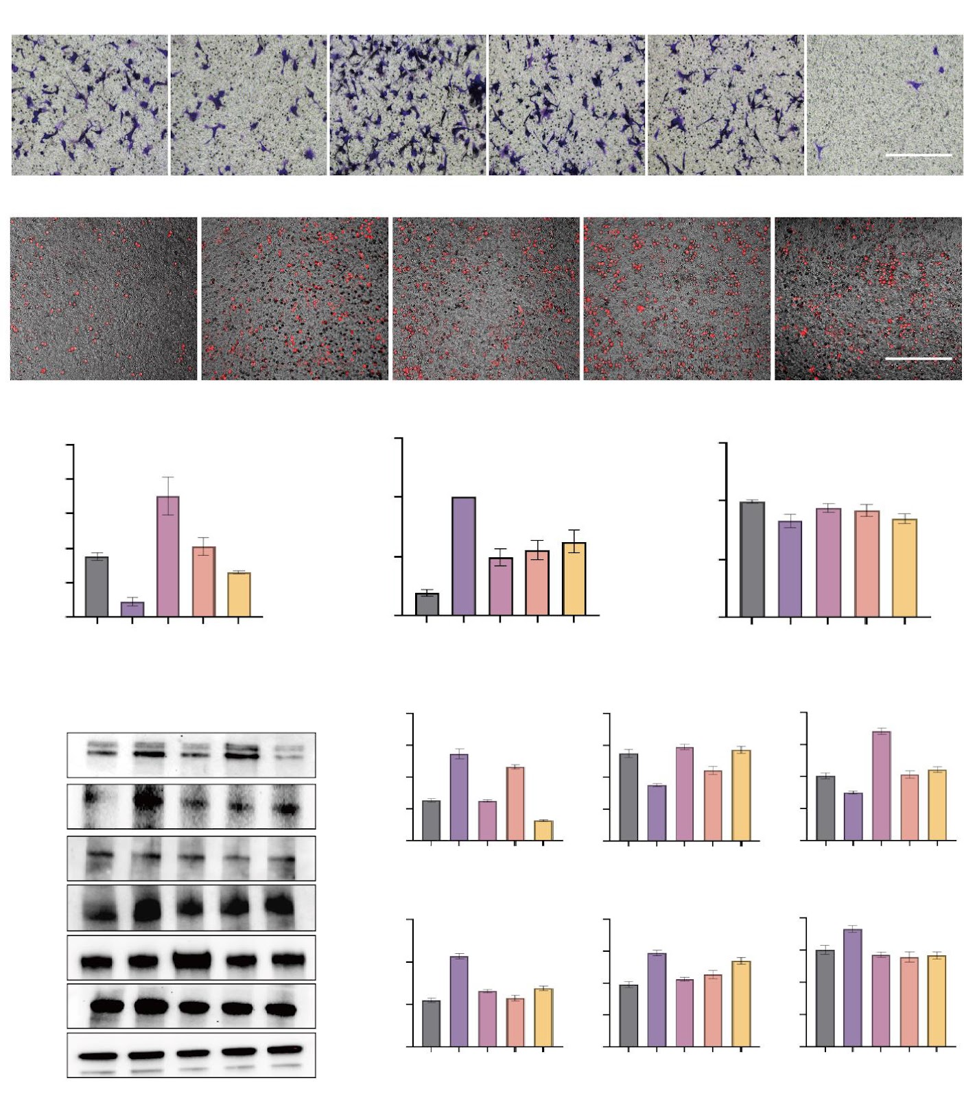 Mechanism of Colla Corii Asini on Improving D-Galactose-Induced Skin Aging and Microvascular Homeostasis via the Tie2/Ang/VE-cadherin Signaling Axis
