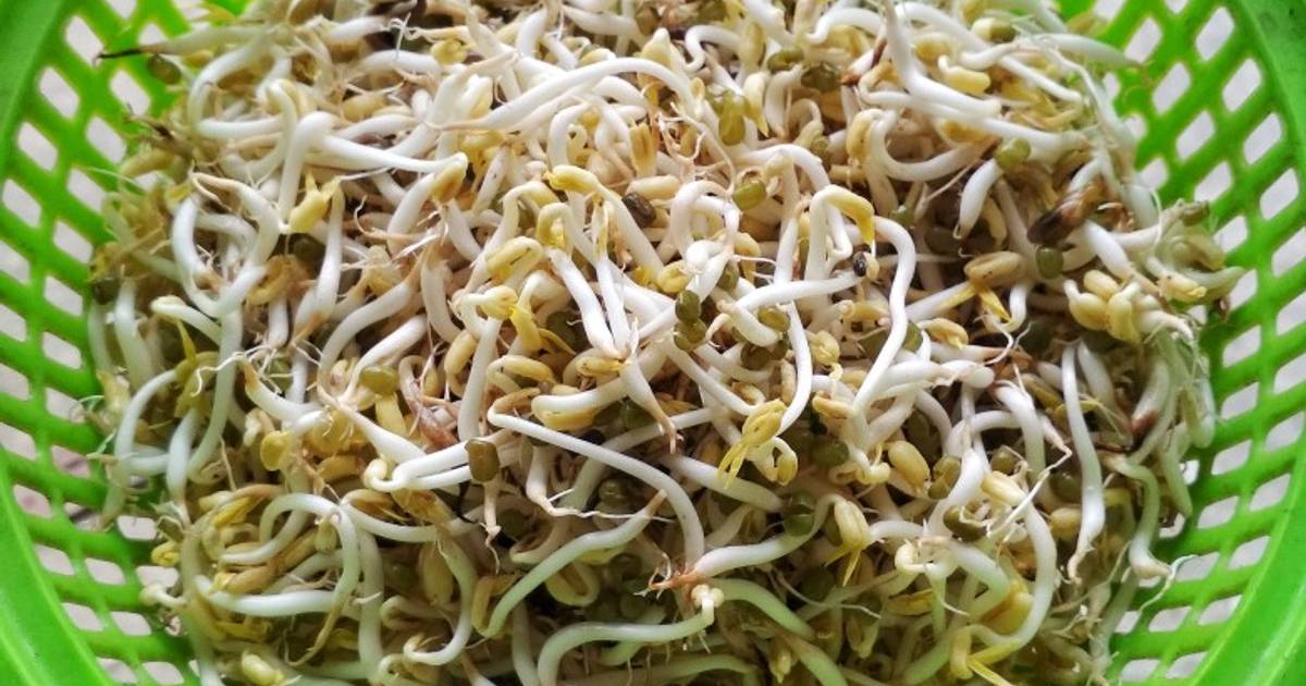 Giá đỗ tự ủ