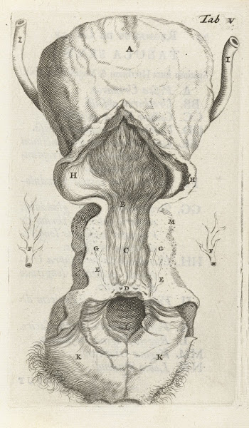 Anatomical illustration of the vagina and the uterus 1672