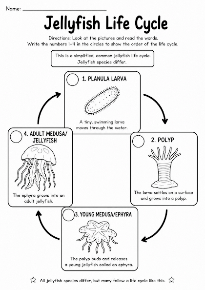 Jellyfish Life Cycle Worksheet