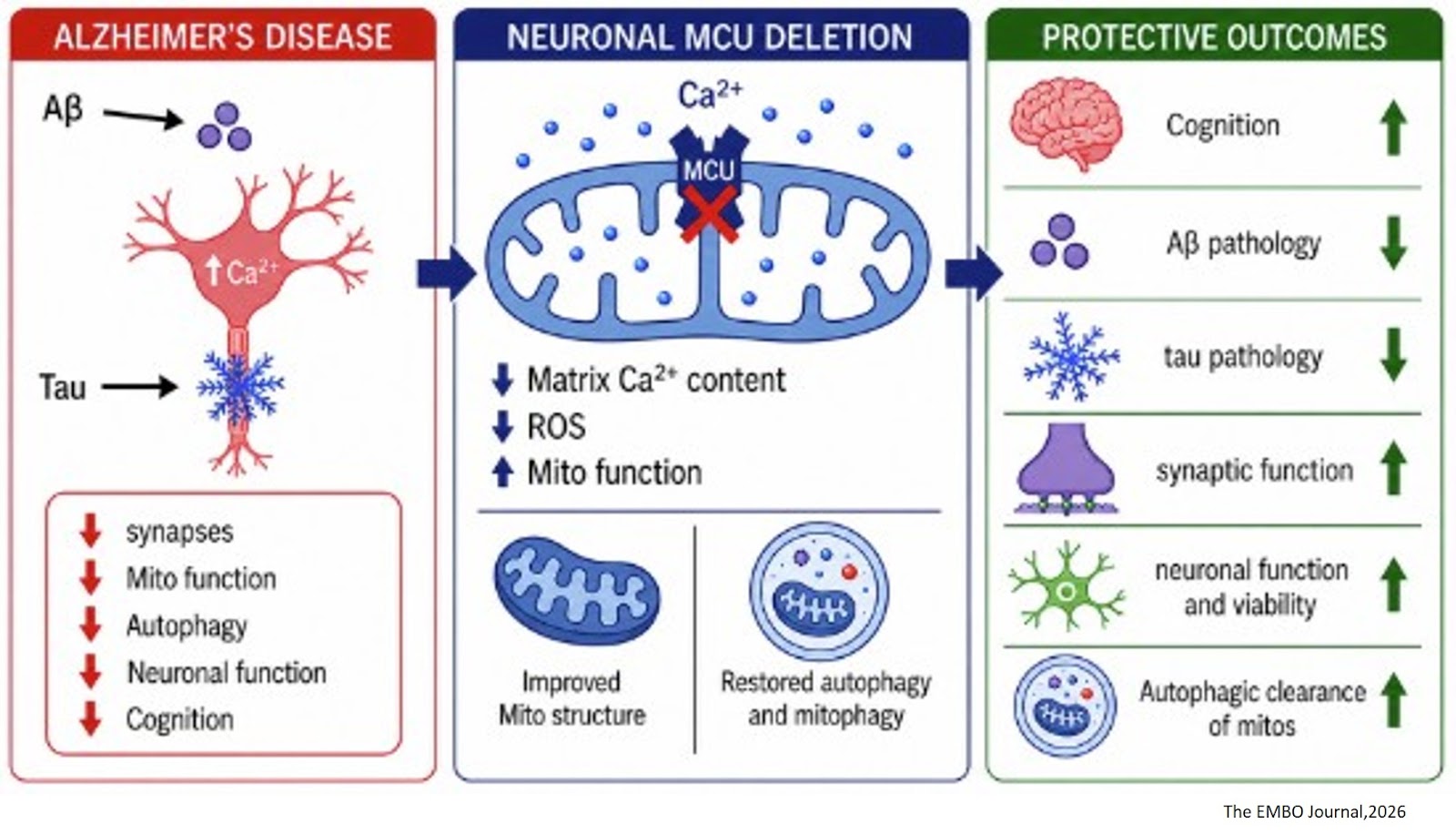 Genetic ablation of neuronal mitochondrial calcium uptake impedes Alzheimer’s disease progression