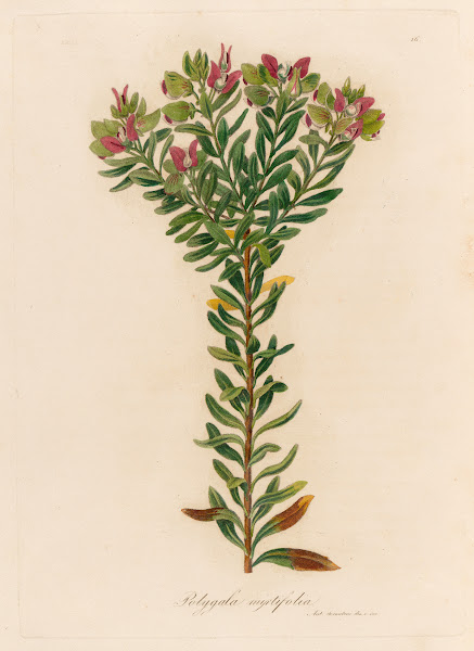 Polygala myrtifolia 1818 1824