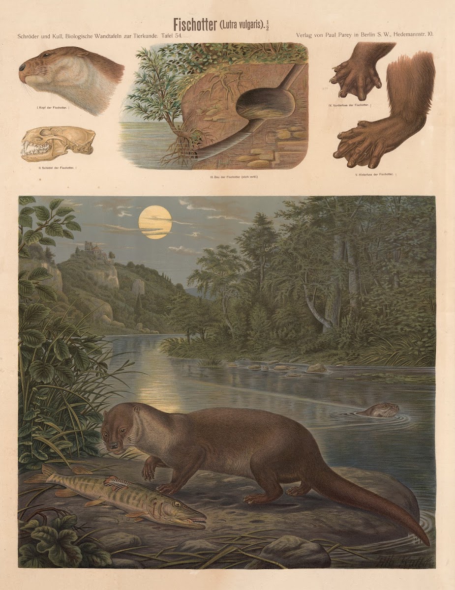 European otter Lutra vulgaris