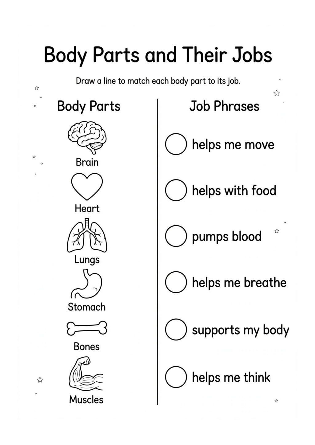 Body Parts and Their Jobs
