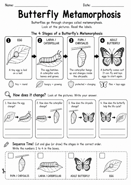 Butterfly Metamorphosis Worksheet