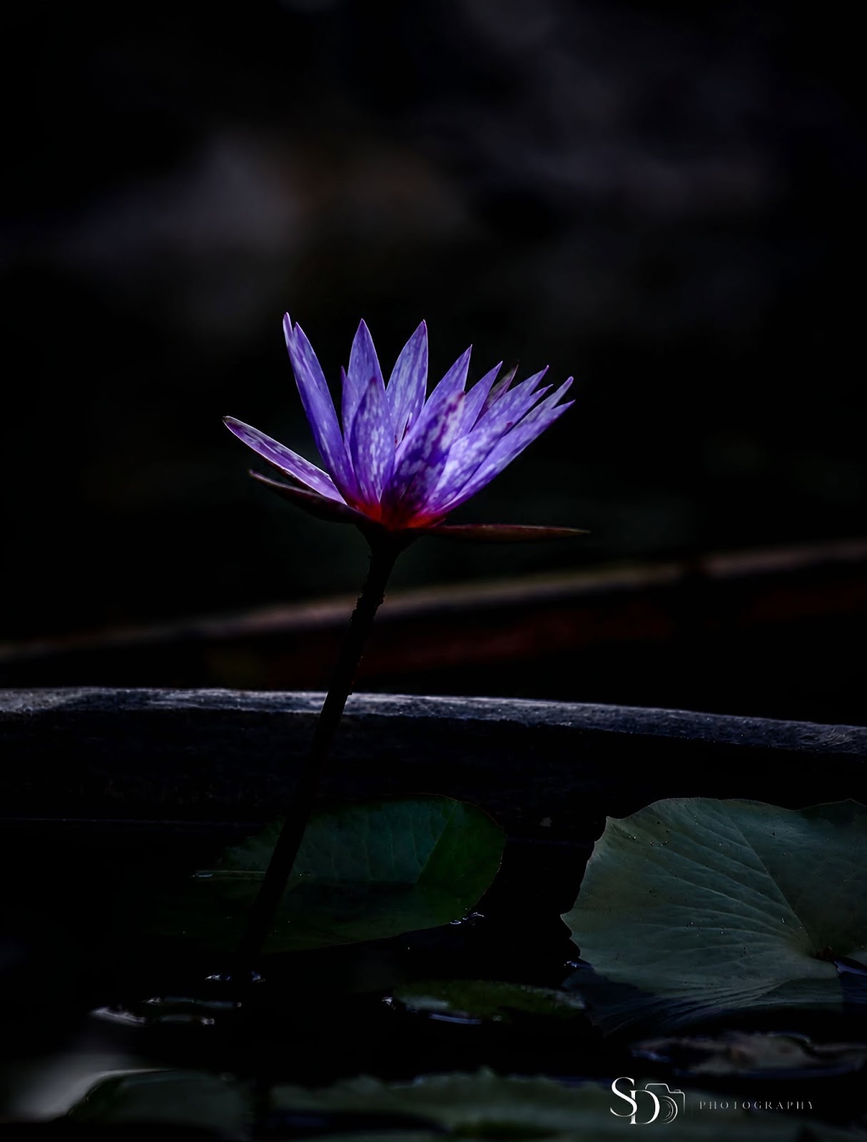 Nature Photo 12
