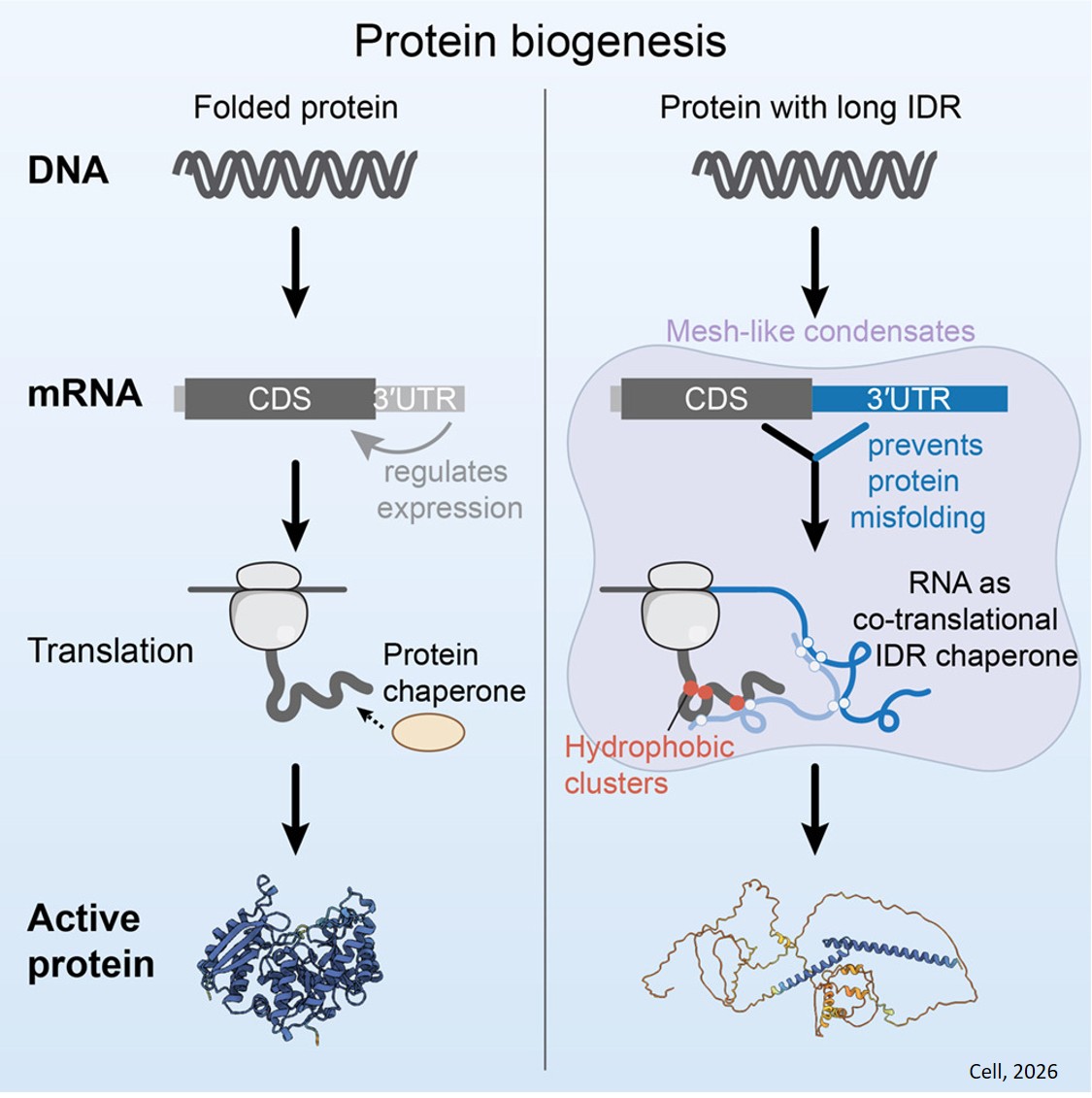 RNA’s hidden role as protein chaperone