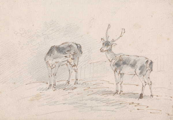 Doe and Buck