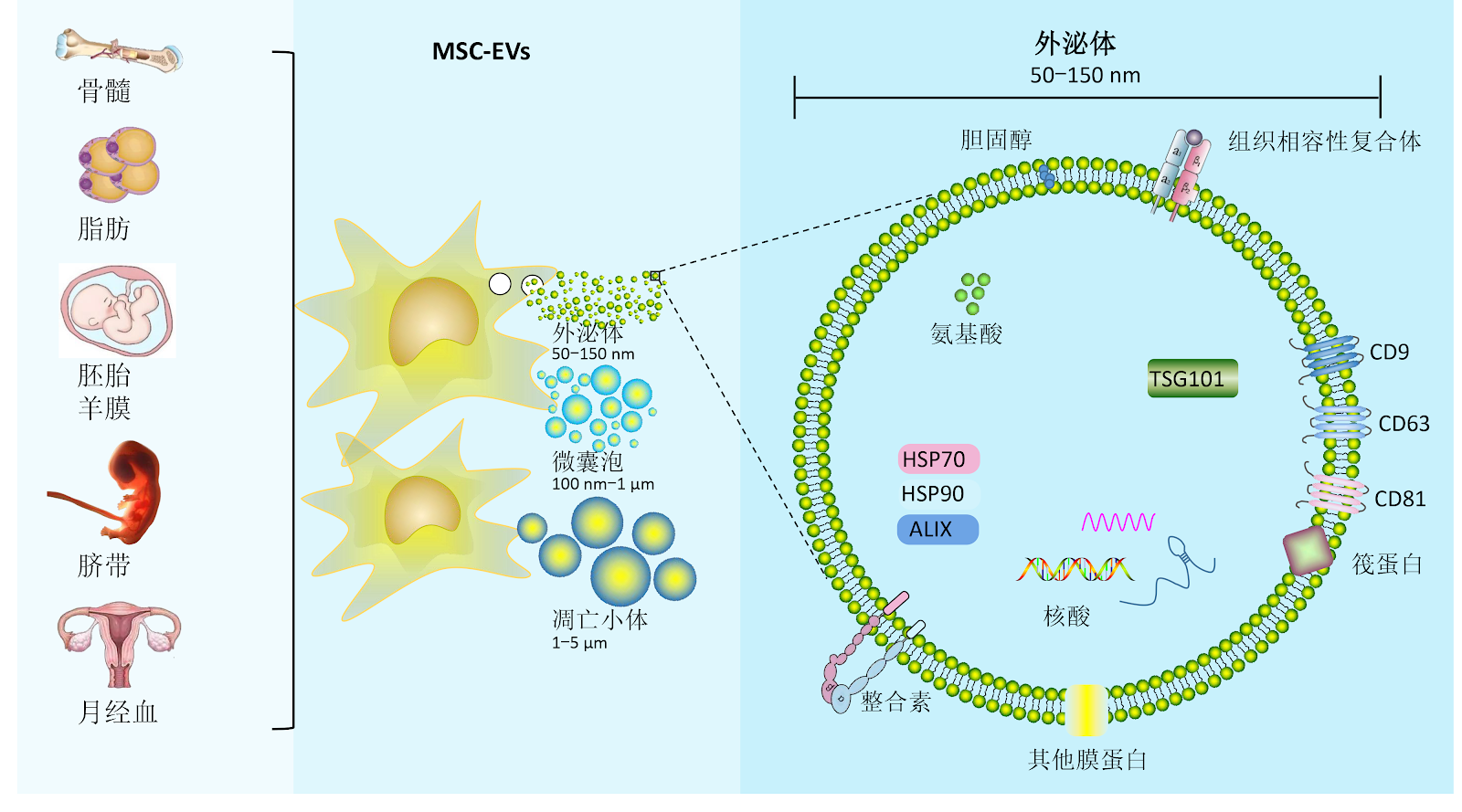 Mechanisms and clinical strategies of mesenchymal stem cell-derived extracellular vesicles intervening in cell regulatory networks to treat pulmonary fibrosis