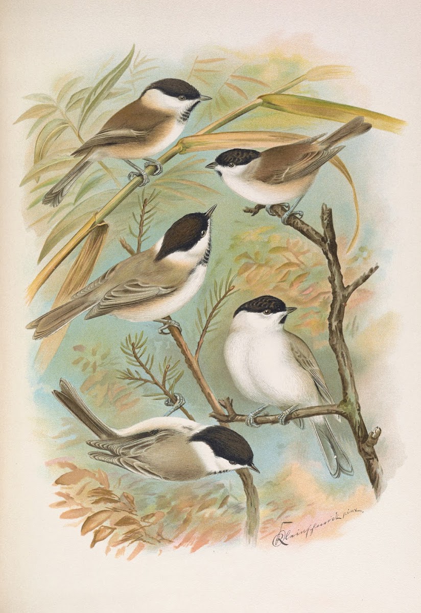 Parus salicarius montanus borealis Liljeborg Dresseri meridionalis Liljeborg