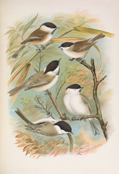 Parus salicarius montanus borealis Liljeborg Dresseri meridionalis Liljeborg