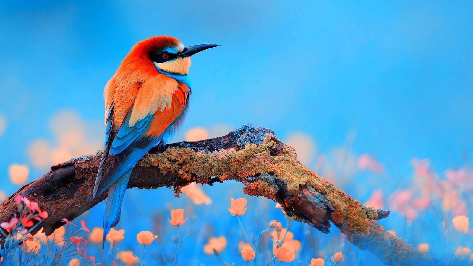 4k Spring Bird Wallpaper