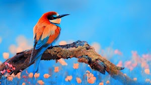 Bird Wallpaper