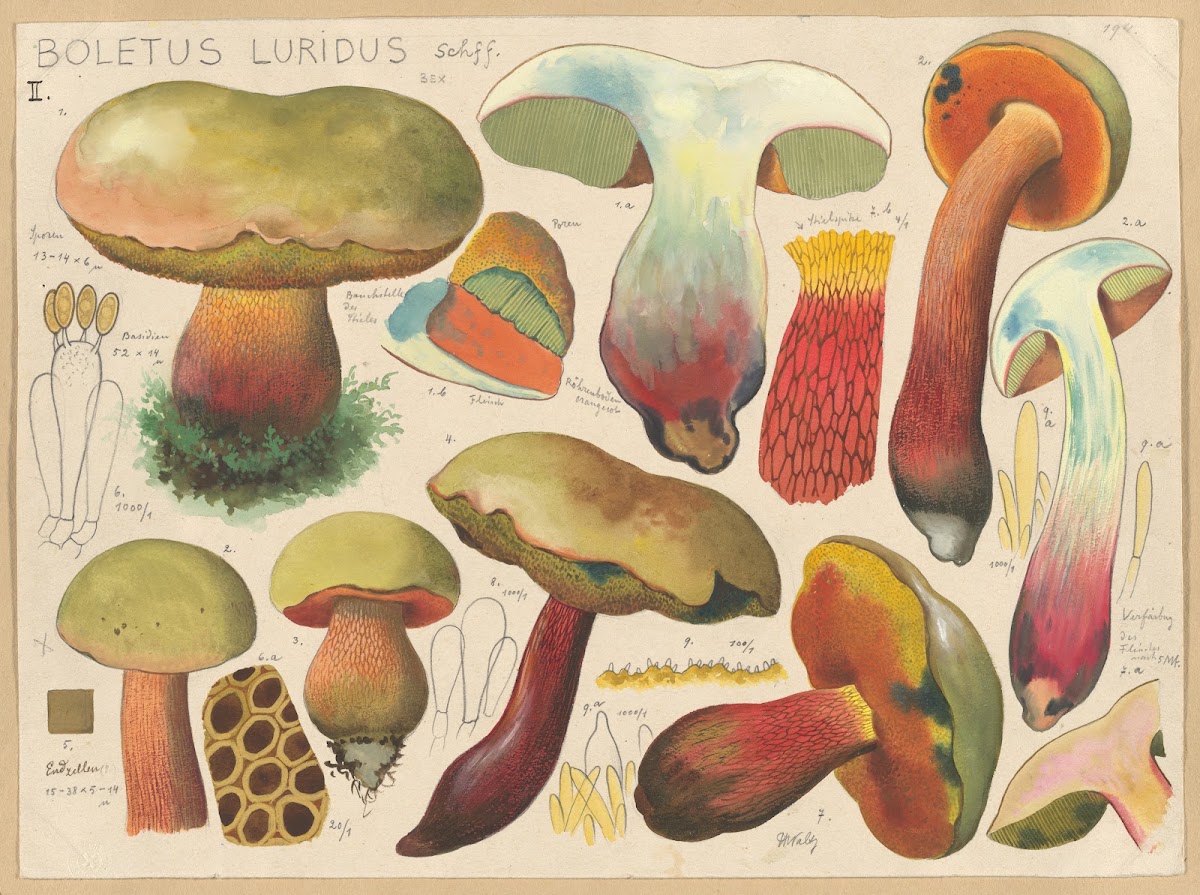 Boletus luridus Schff 1915 1945