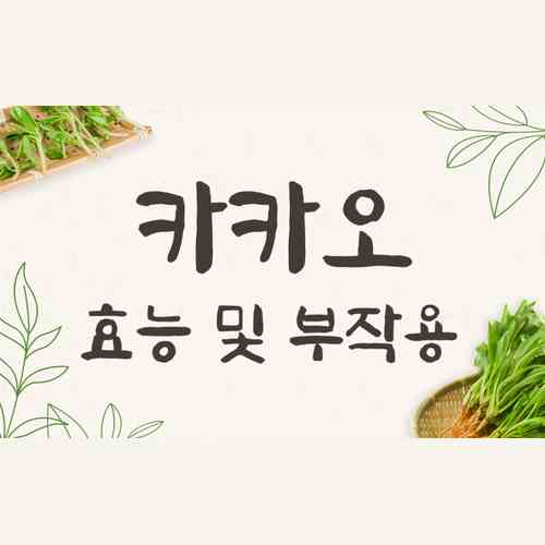 카카오 효능과 부작용, 카카오닙스와 초콜릿 차이점 총정리