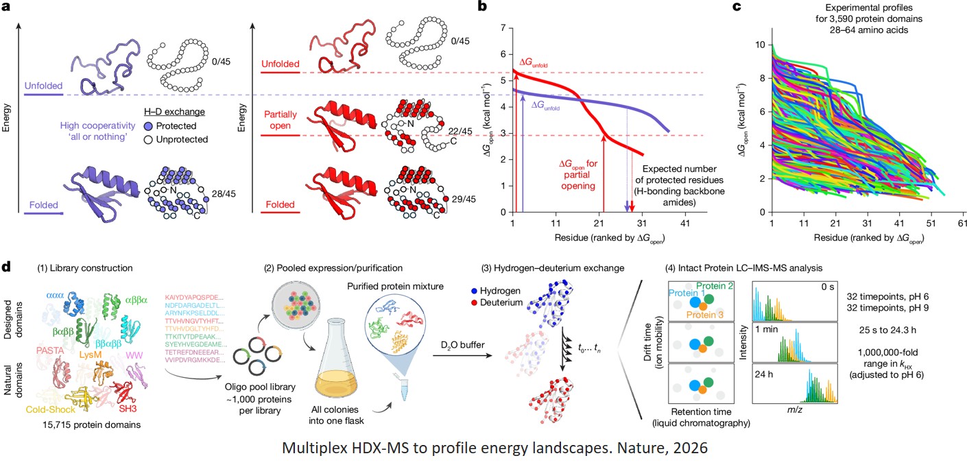 Large-scale discovery, analysis and design of protein energy landscapes