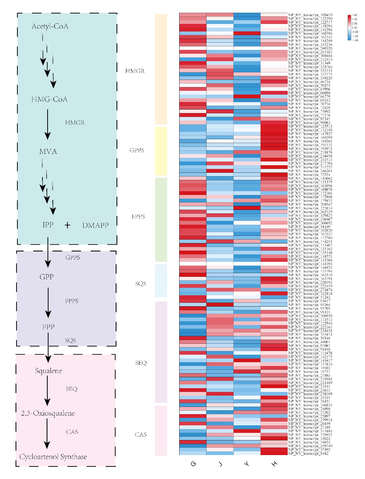 Discovery of Key Genes for Sterol Biosynthesis in Stellaria dichotoma var. lanceolata Based on Transcriptome Data