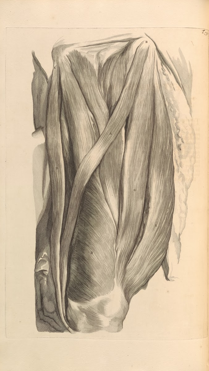 Anatomia humani corporis Pl076 1685