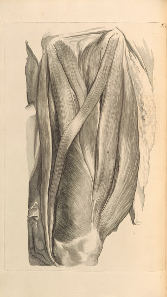 Anatomia humani corporis Pl076 1685