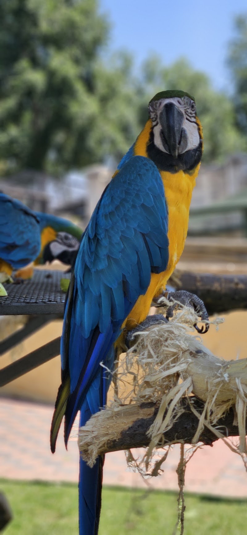 Macaw