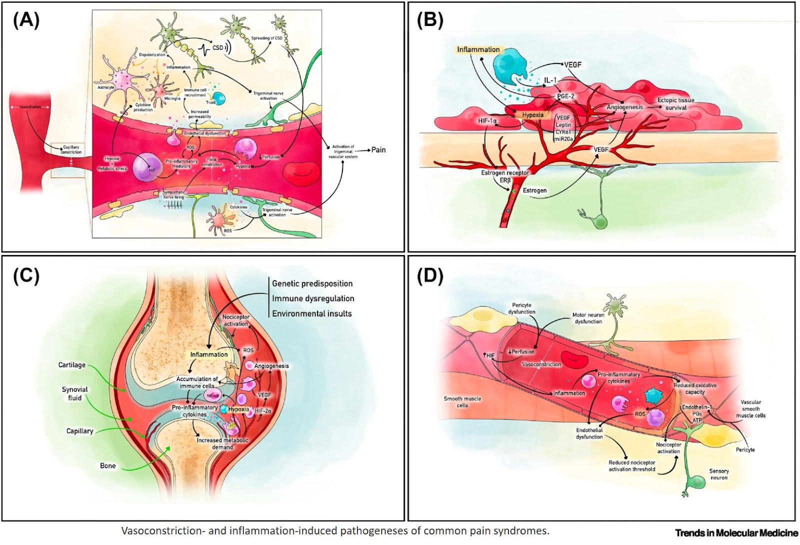 Microvascular hypoxia and inflammation in chronic pain syndromes